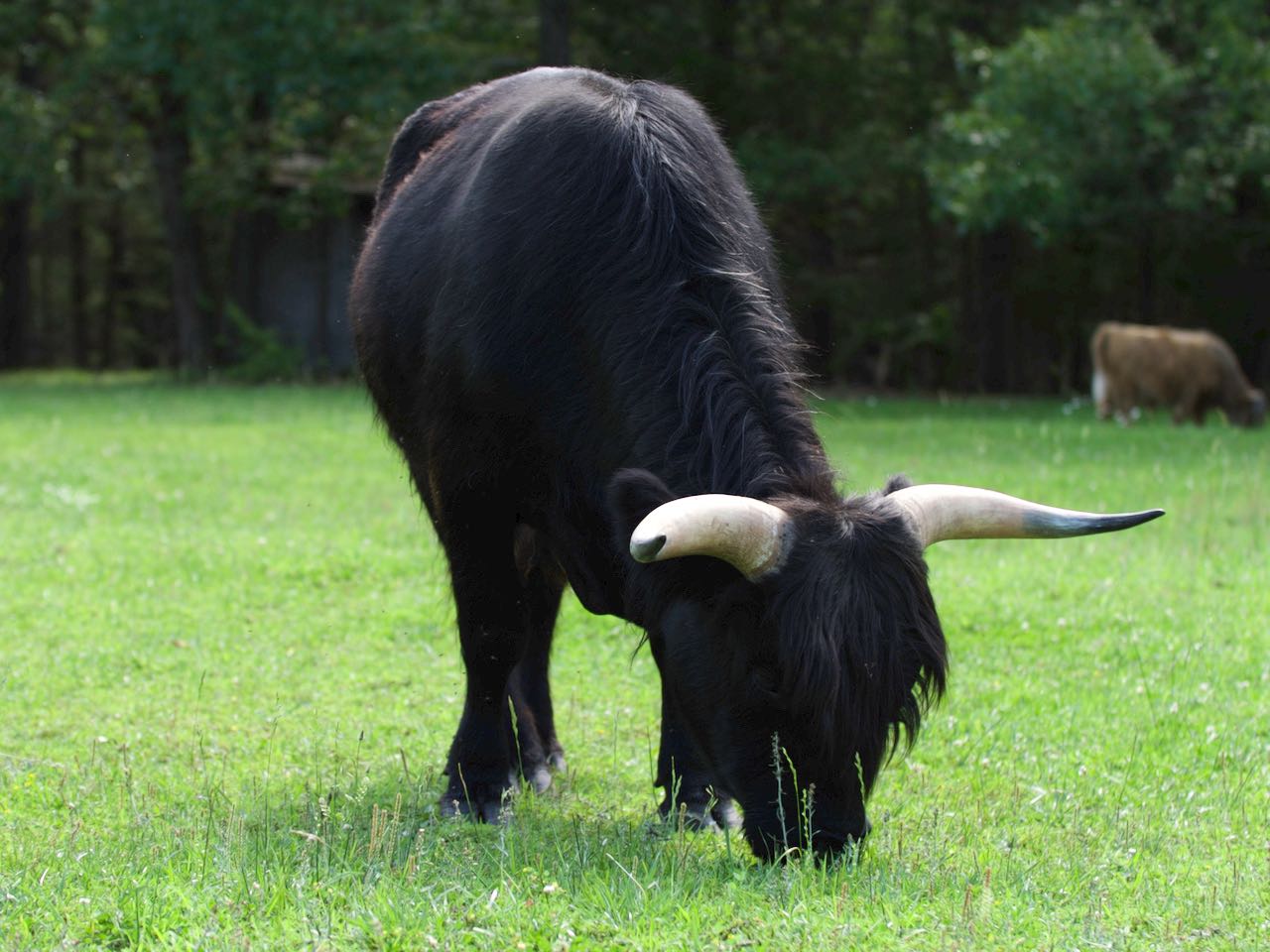 Fergus Highland coo.